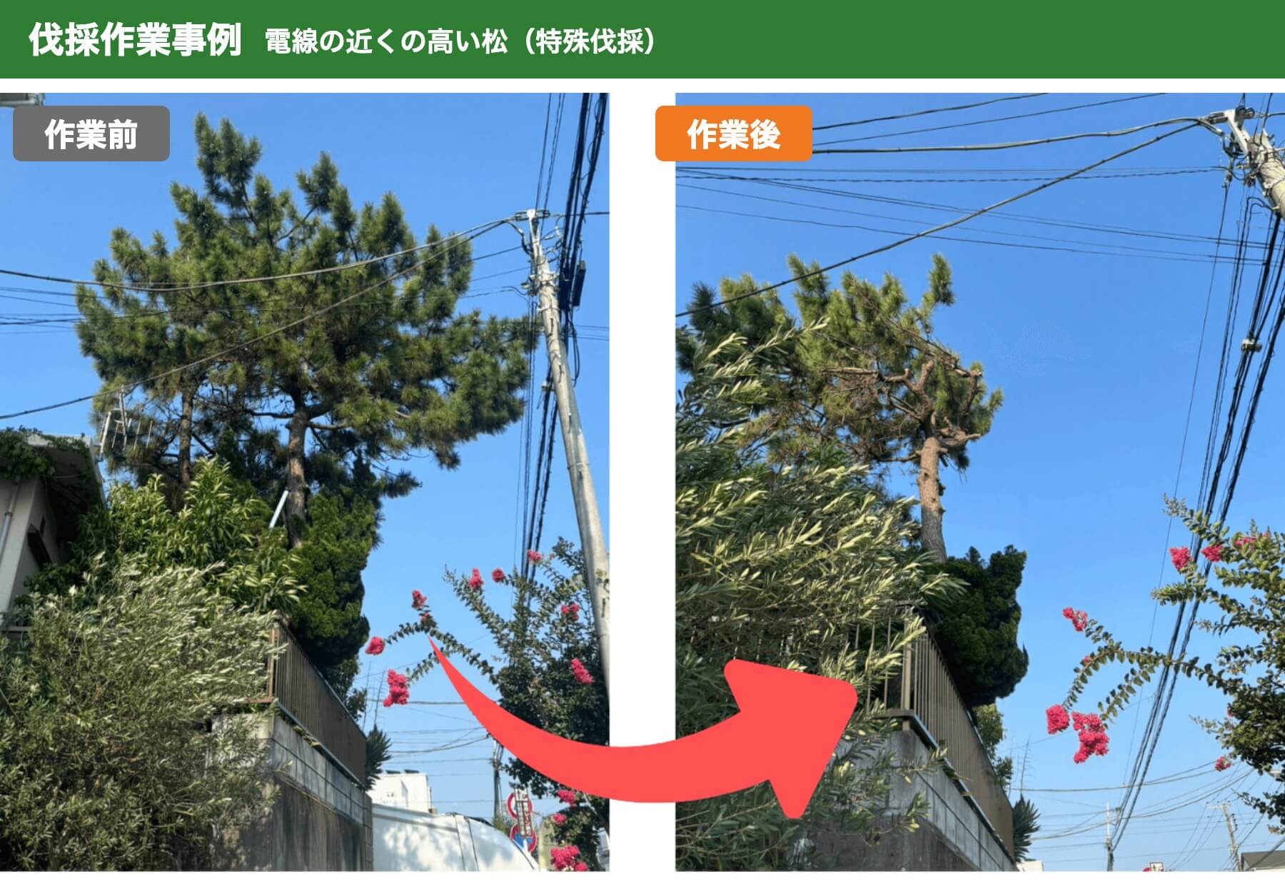 伐採作業事例：電線の近くの高い松の特殊伐採の作業前と作業後