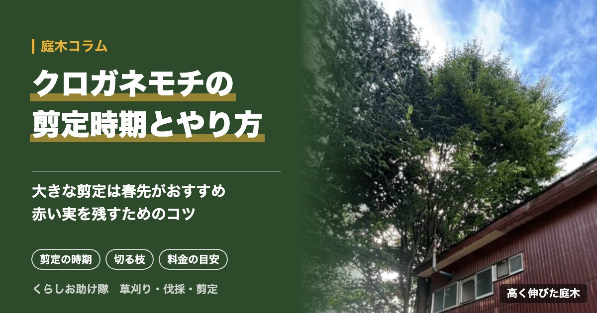 クロガネモチの剪定時期とやり方