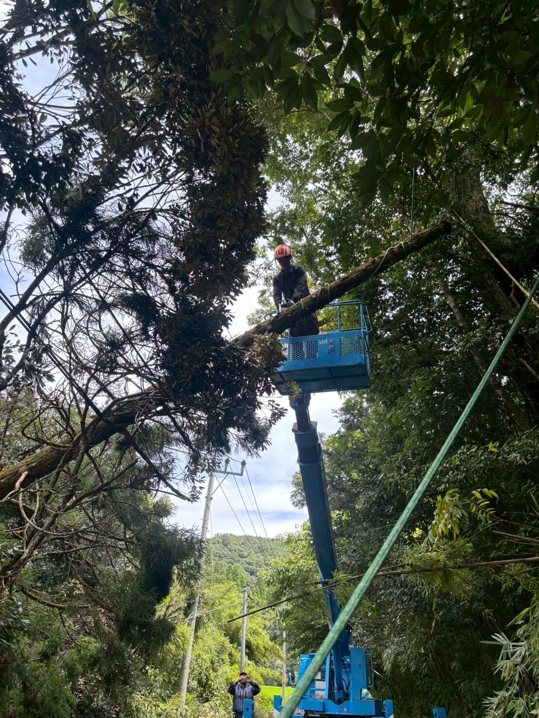 千葉の特殊伐採 高木対応